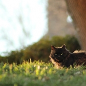 Cloak Basking by Kyle Dunham