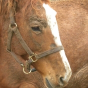 Colt by Rebekah Soucy