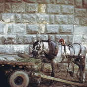 Horse and Cart by Maria Johnson