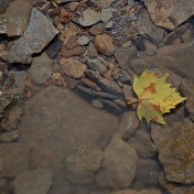 Lone Leaf by Laura Davis