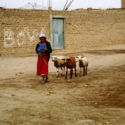 Peruvian Street by Mary Burkybile