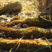 Red Moss on Green Moss by Kyle Dunham