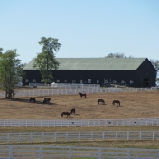 Showing Its Beauty for the World Equestrian Games by April Littrell