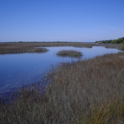 Southern Marsh by Gabe Guilfoil