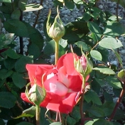 The Rose by Ruth Antle