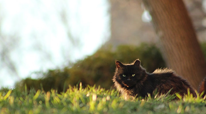 Cloak Basking by Kyle Dunham