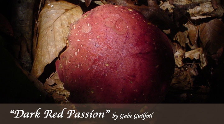 Dark Red Passion by Gabe Guilfoil