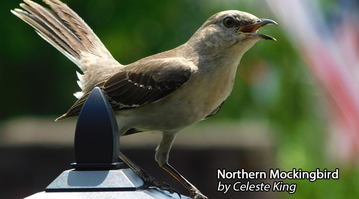 Northern Mockingbird by Celeste King