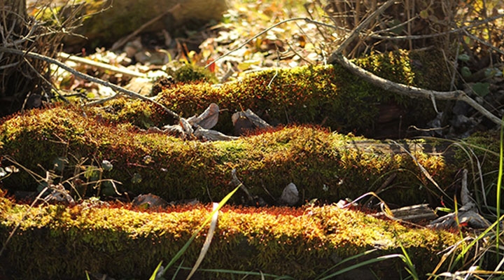 Red Moss on Green Moss by Kyle Dunham